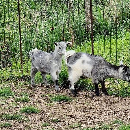 Domaine Des Gallinaces Chalet Sussex 2-4P Marigny-les-Reullee Dış mekan fotoğraf