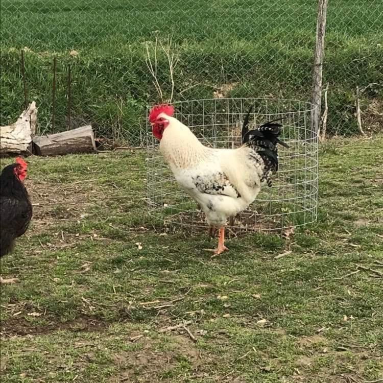 Domaine Des Gallinaces Chalet Sussex 2-4P Marigny-les-Reullee Dış mekan fotoğraf